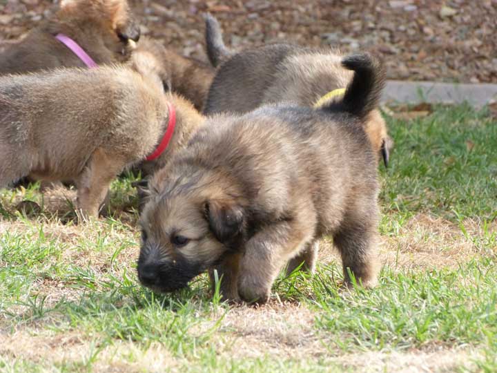 chinook dog